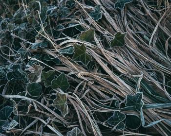 Leaves covered by frost, on dry grass